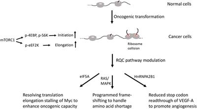 Translational regulation by ribosome-associated quality control in neurodegenerative disease, cancer, and viral infection